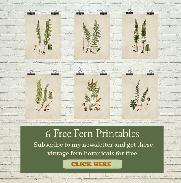 免费的蕨类植物可打印的艺术